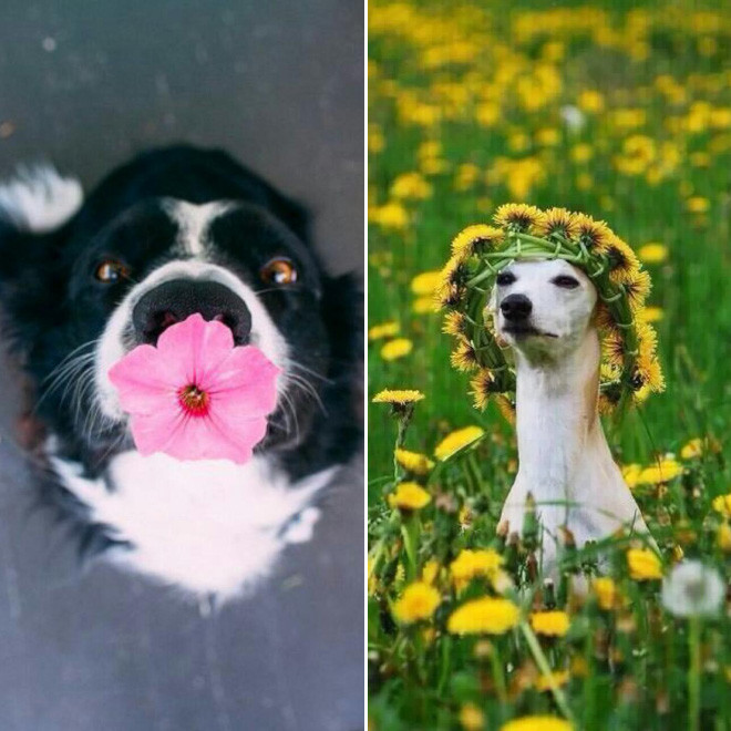 Снимки очаровательных пёселей с цветами Животные