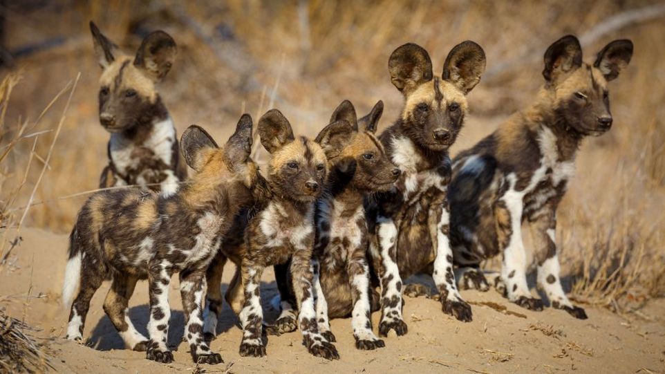 Замечательные снимки диких собак Африки