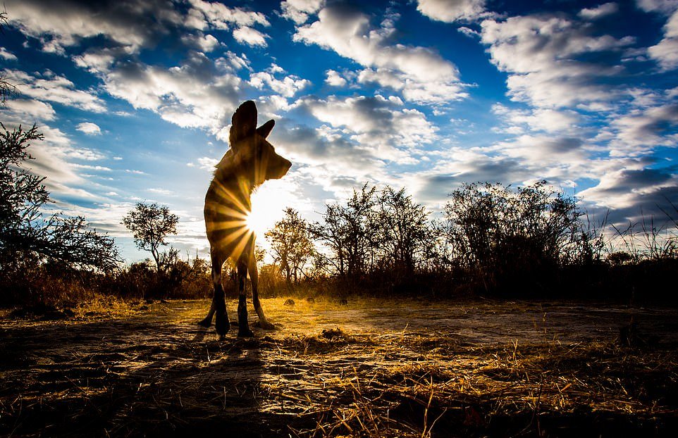 Замечательные снимки диких собак Африки