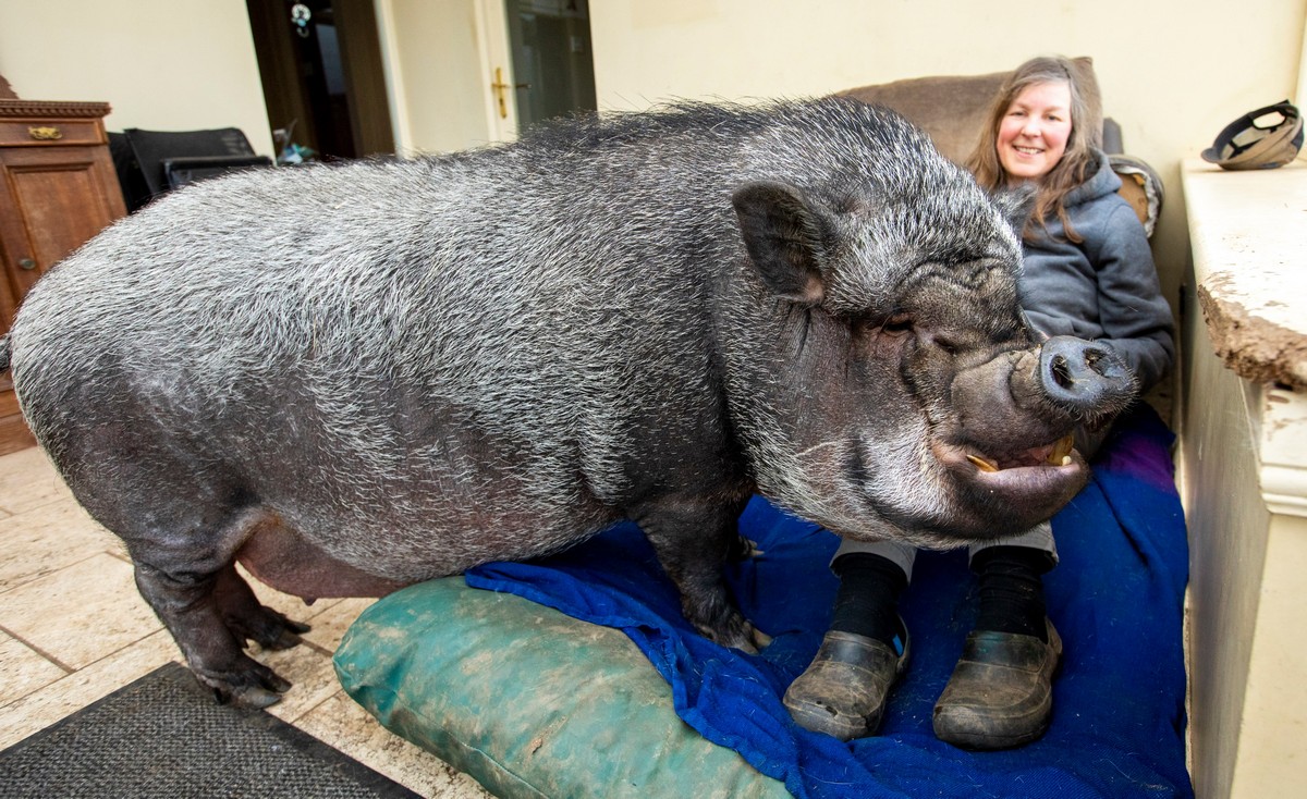 130-килограммовая свинья живет в доме, так как на улице слишком холодно