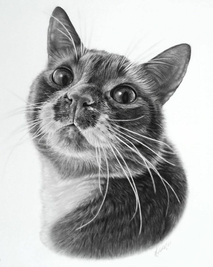 Гиперреалистичные карандашные портреты домашних животных