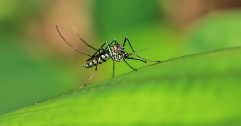 Почему человечество не может просто избавиться от комаров