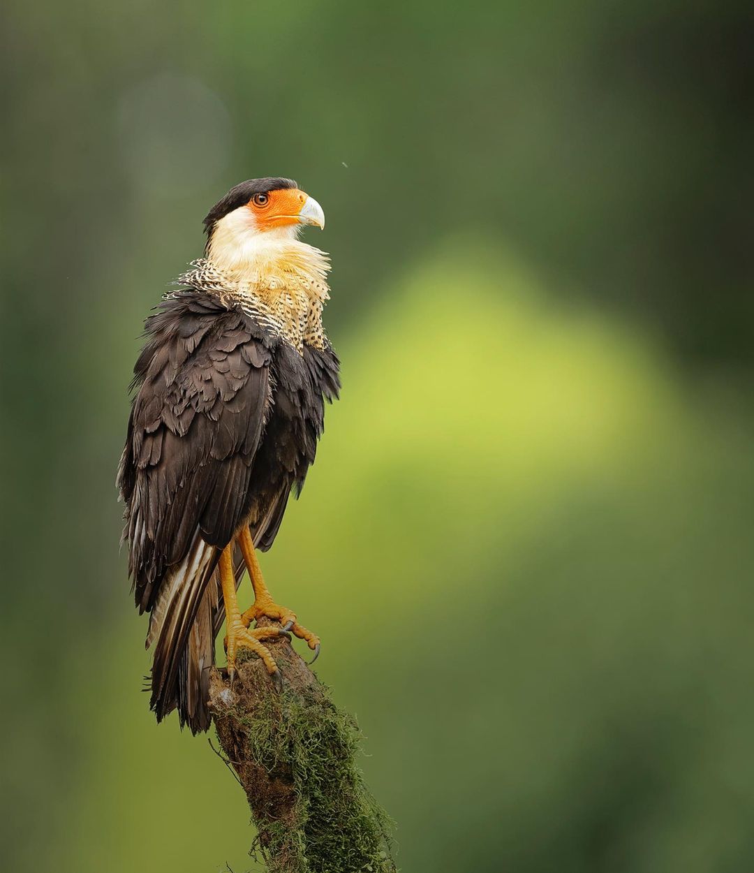 Птицы и животные на красивых снимках от Тхирумурти Ра