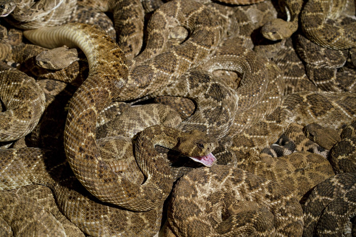 Жутковатые кадры с фестиваля змей в Техасе