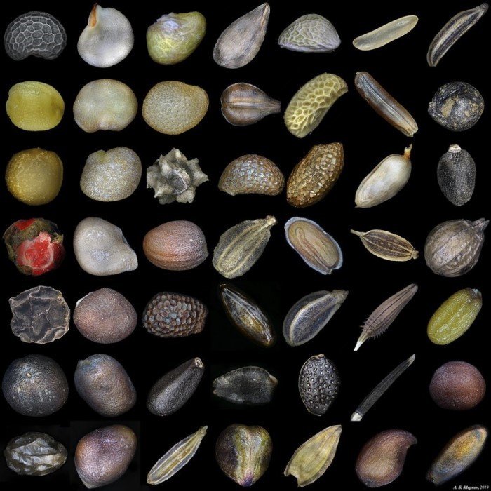 Невероятные снимки разных семян под микроскопом