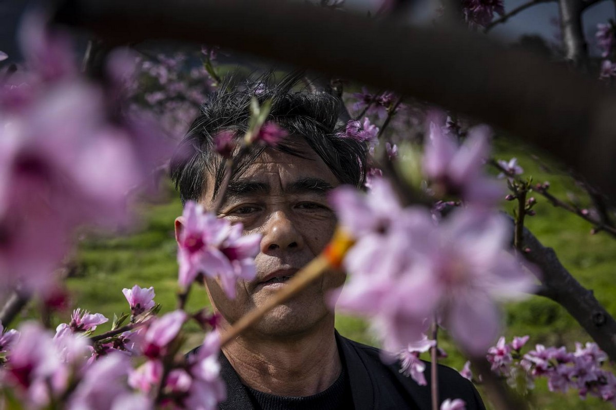 Фестиваль цветения сакуры в китайском городе Уси