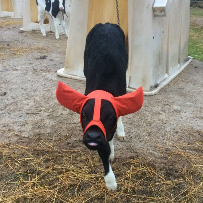 Наушники, которыми фермеры защищают коров от обморожения