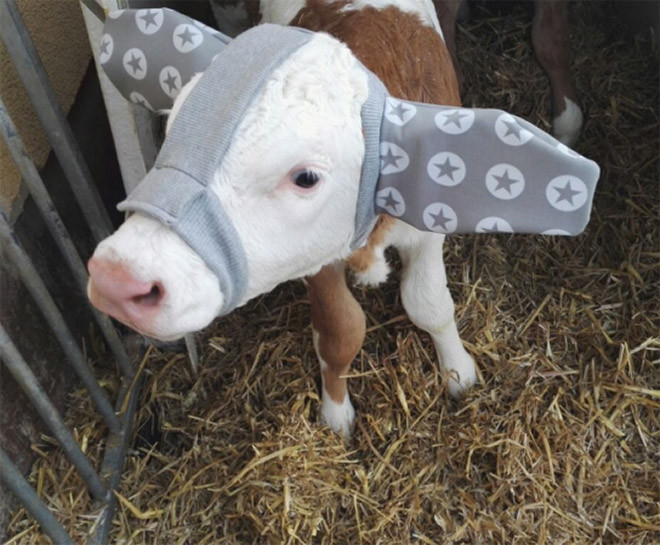 Наушники, которыми фермеры защищают коров от обморожения