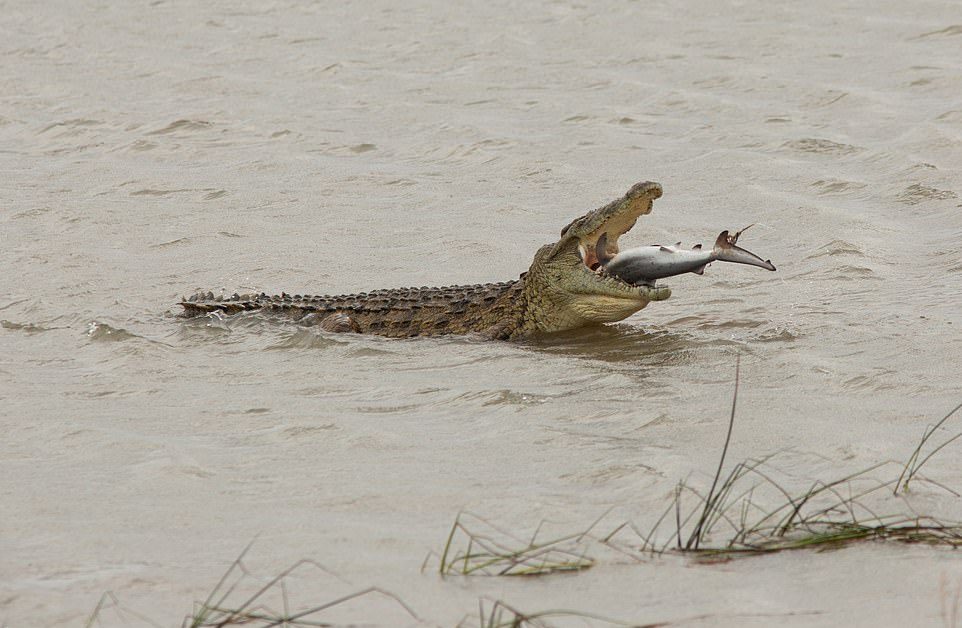 Крокодил проглотил акулу в Австралии