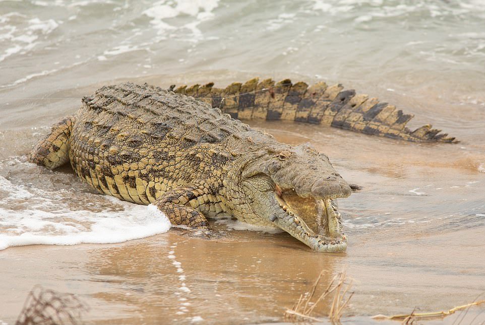 Крокодил проглотил акулу в Австралии
