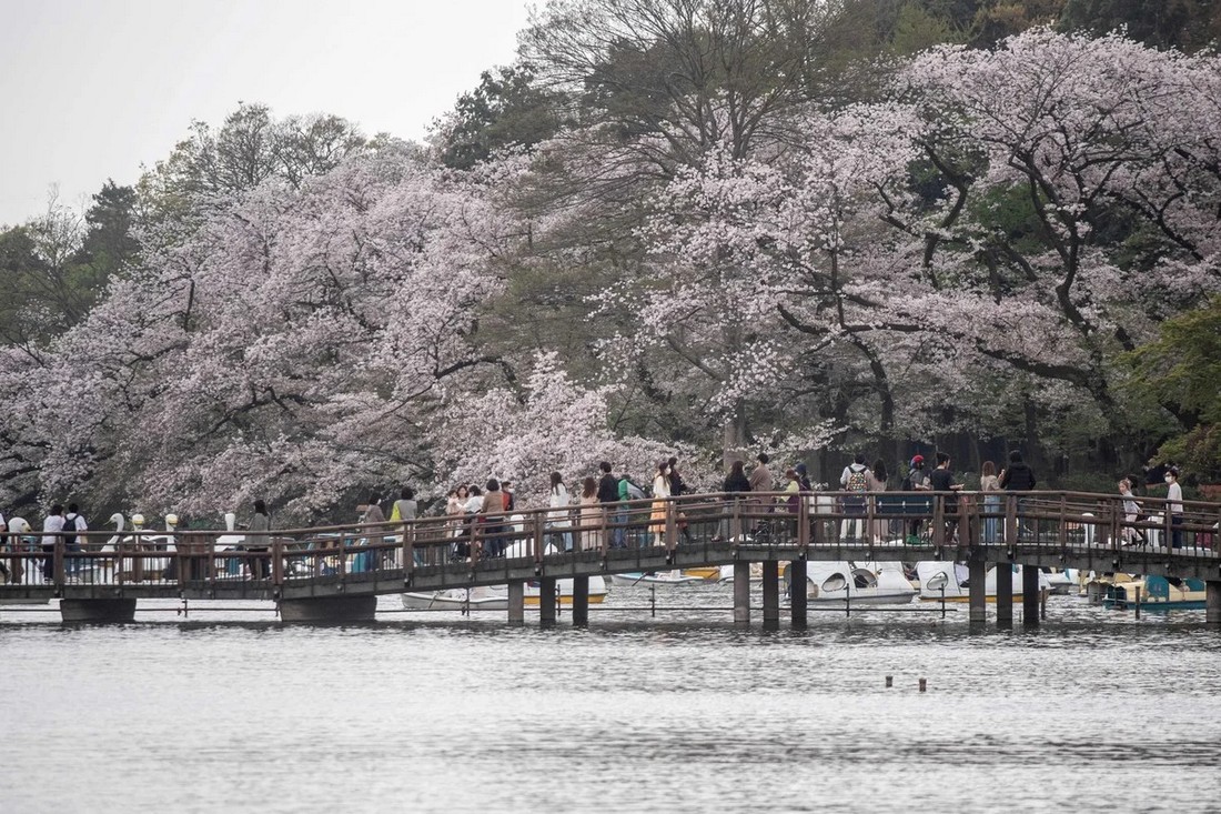 Парк Инокасира в Японии. Япония цветение Сакуры 2021. Япония распространение Сакура. Цветение японских Перси.