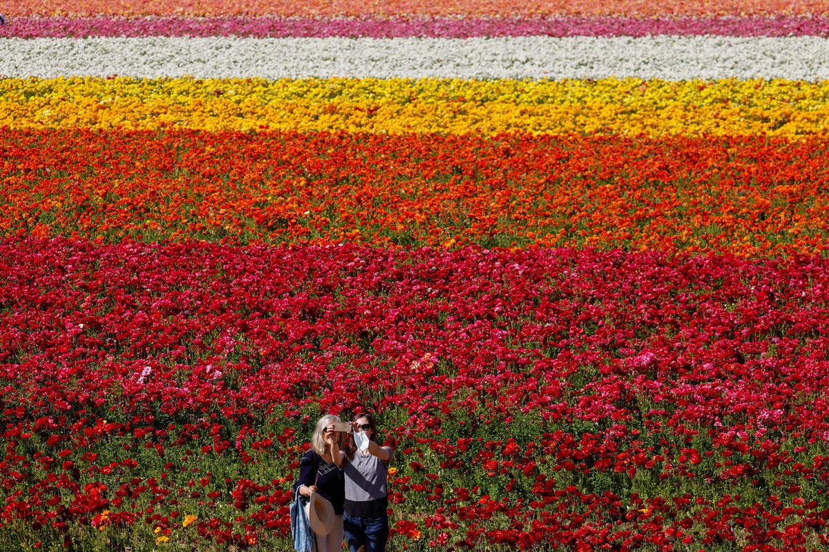 Яркие цветочные поля Карлсбада на снимках