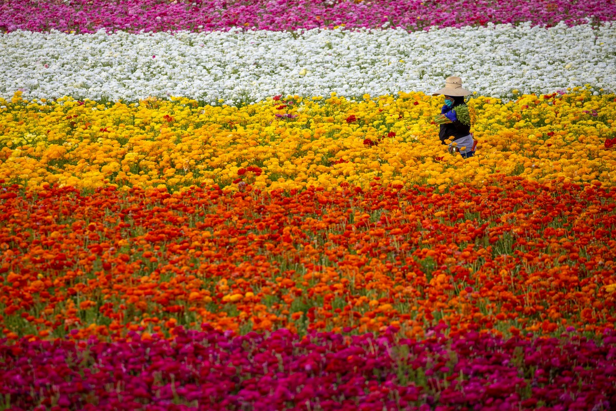 Яркие цветочные поля Карлсбада на снимках