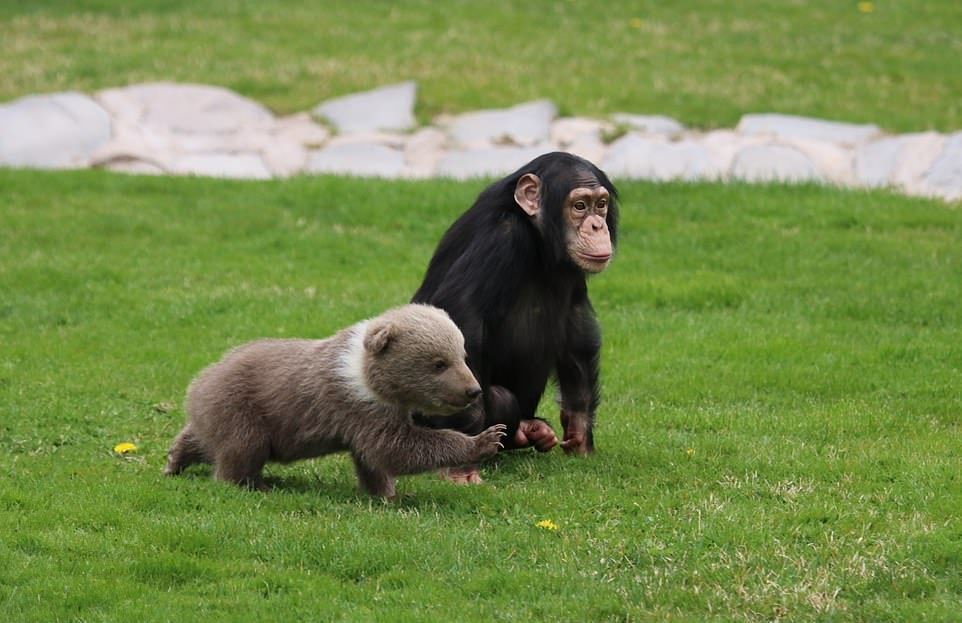 Дружба медвежонка и шимпанзе в турецком зоопарке