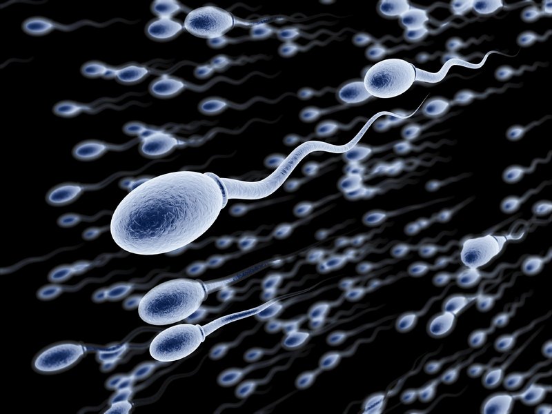Удивительные факты о сперматозоидах, которых вы могли не знать