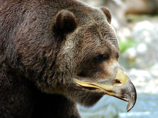 Как выглядели бы медведи, если бы у них были клювы?