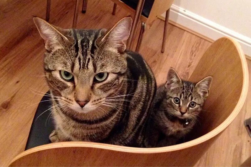 Красавицы кошки и их очаровательные мини-копии