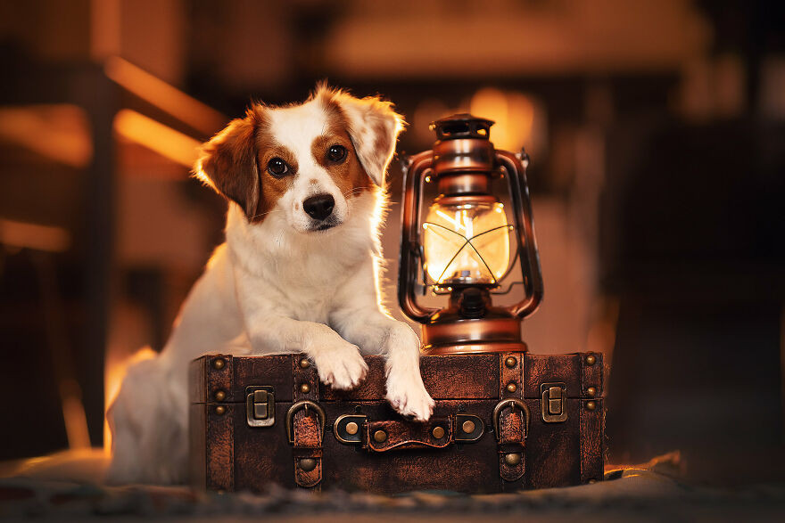 Креативные снимки собак, сделанные фотографом Рией Пуцкер дома