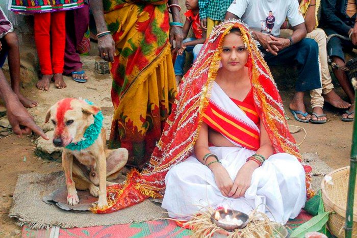 Почему в Индии женятся и выходят замуж за собак?