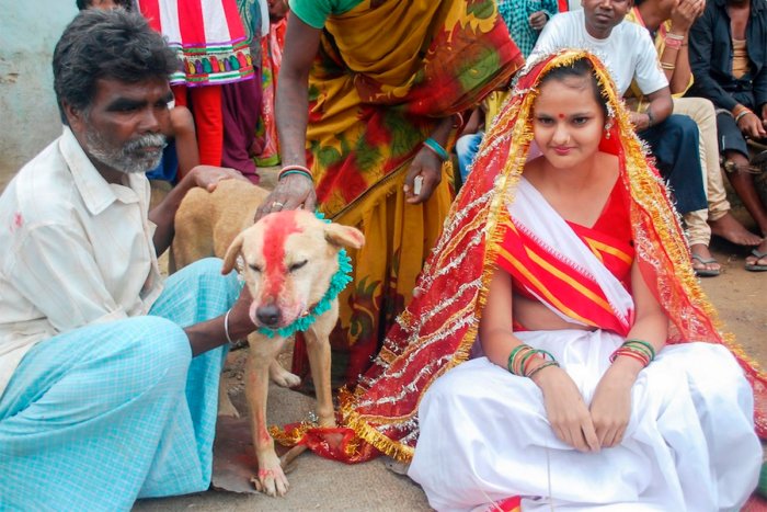 Почему в Индии женятся и выходят замуж за собак?