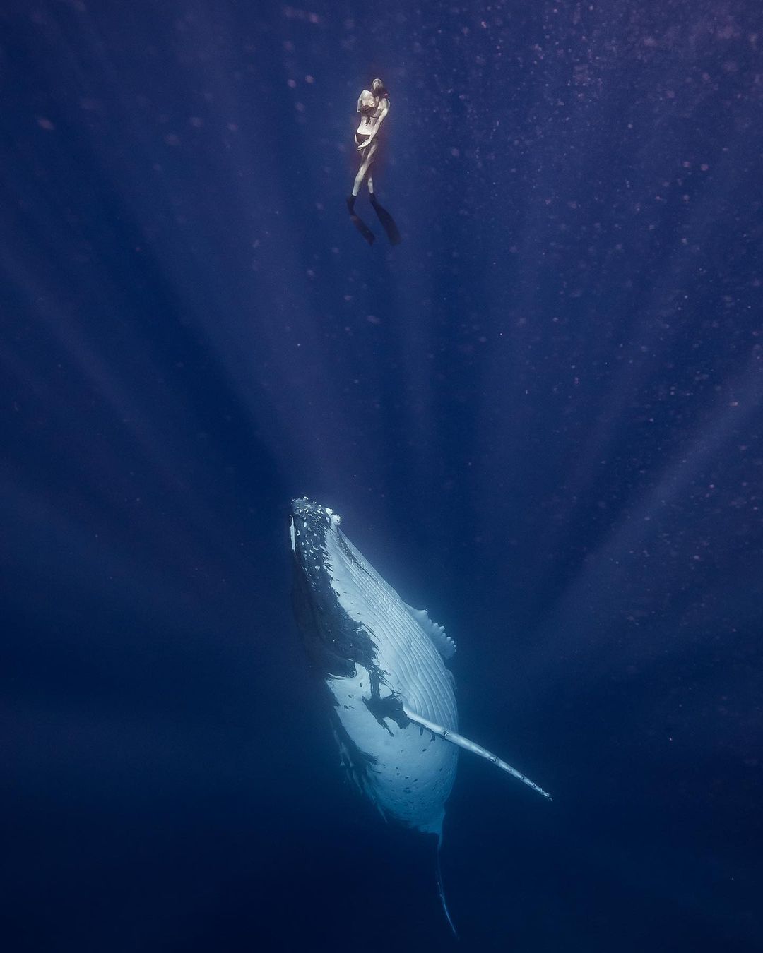 Впечатляющие подводные снимки от Скотта Уилсона