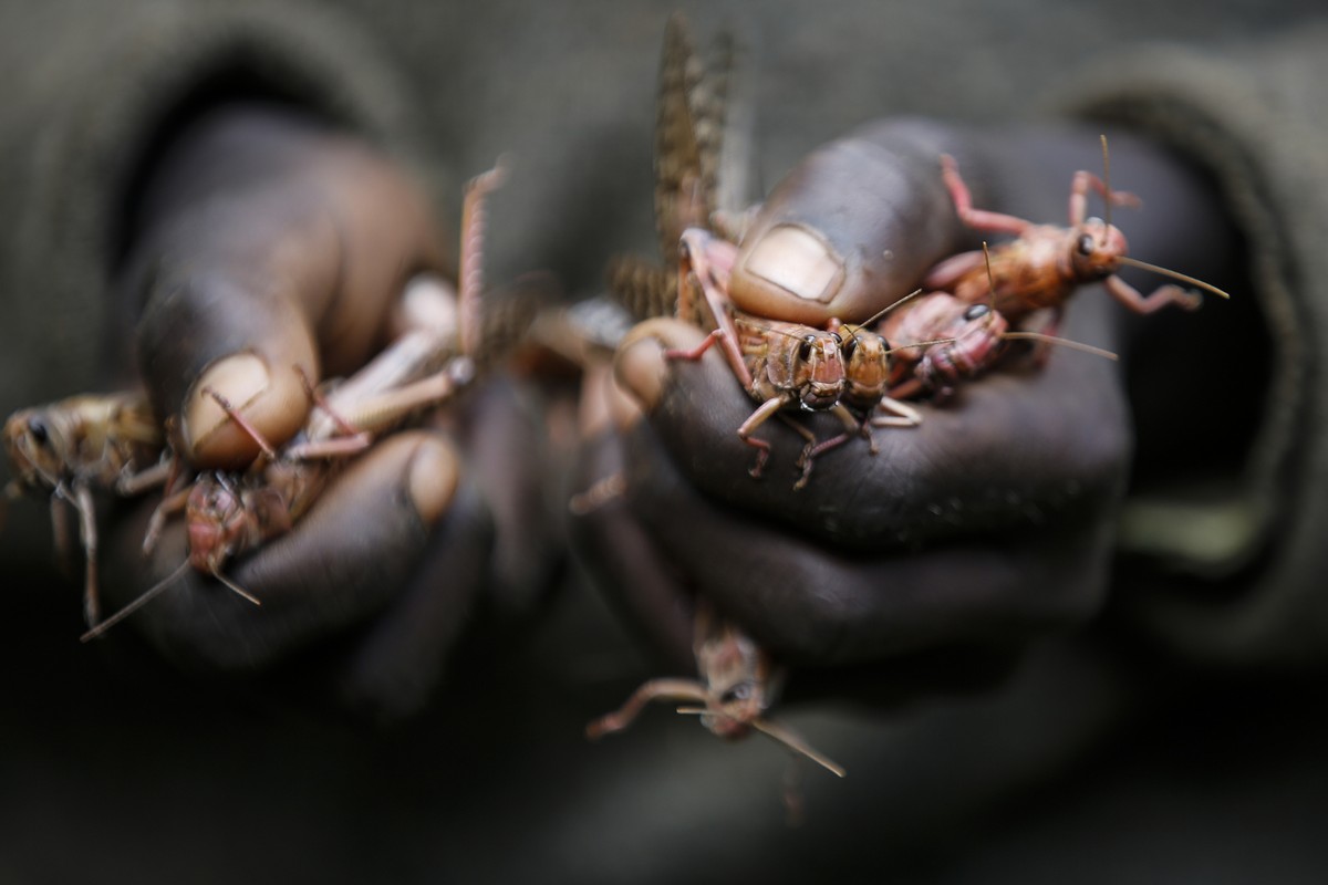 Слабые дожди помогают бороться с саранчой в Кении