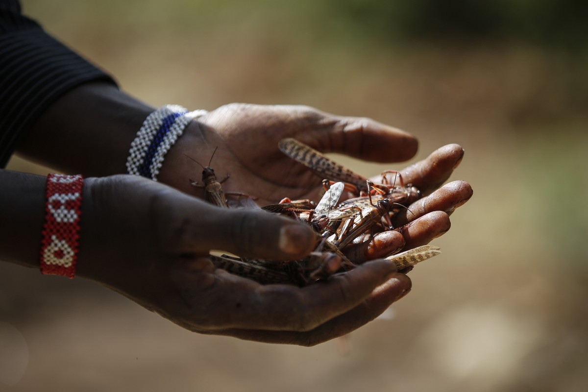 Слабые дожди помогают бороться с саранчой в Кении