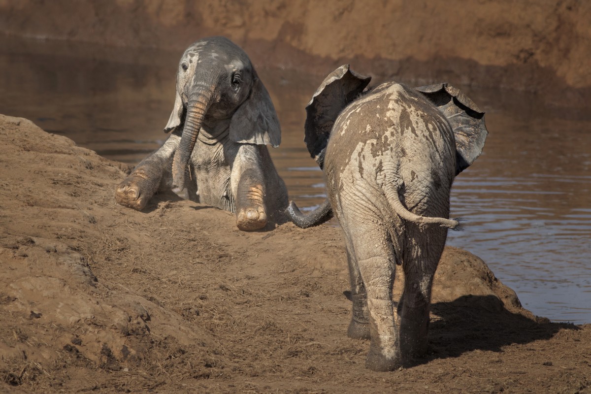 Слоны помогают слоненку выбраться из грязи на снимках