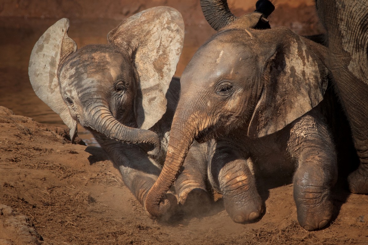 Слоны помогают слоненку выбраться из грязи на снимках