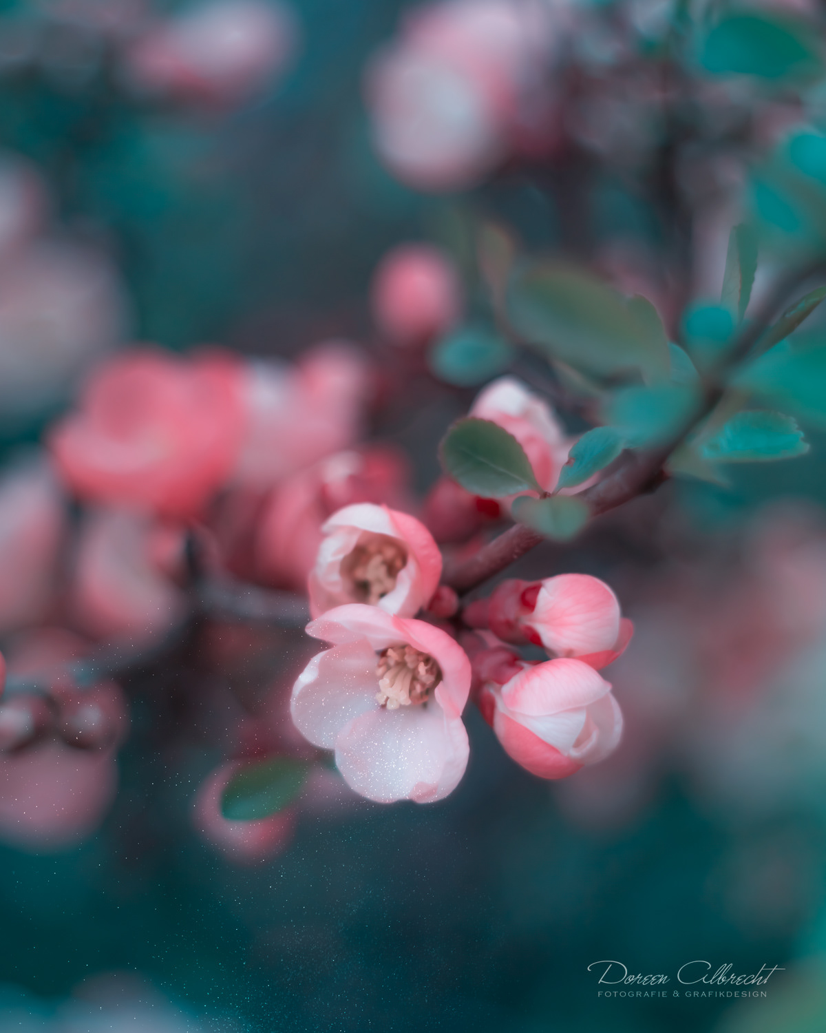 Волшебные фотографии цветов от Дорин Альбрехт