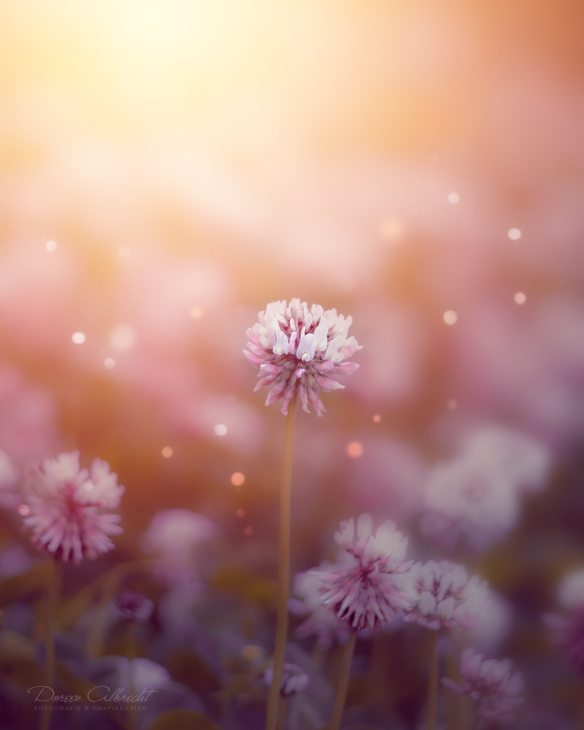 Волшебные фотографии цветов от Дорин Альбрехт