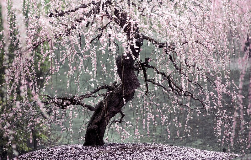 Интересные факты о цветении сакуры