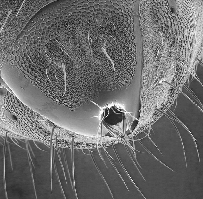 Невероятные снимки живых существ под микроскопом
