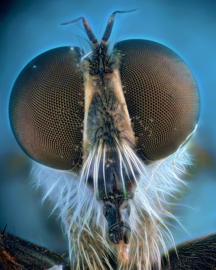 Глаз мухи под микроскопом фото