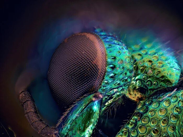 Невероятные снимки живых существ под микроскопом