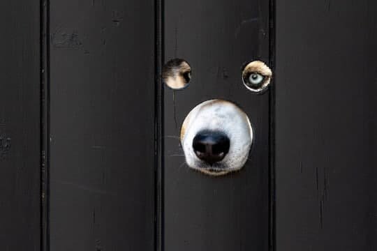 Британец просверлил дырки для собак в заборе и создал городскую достопримечательность