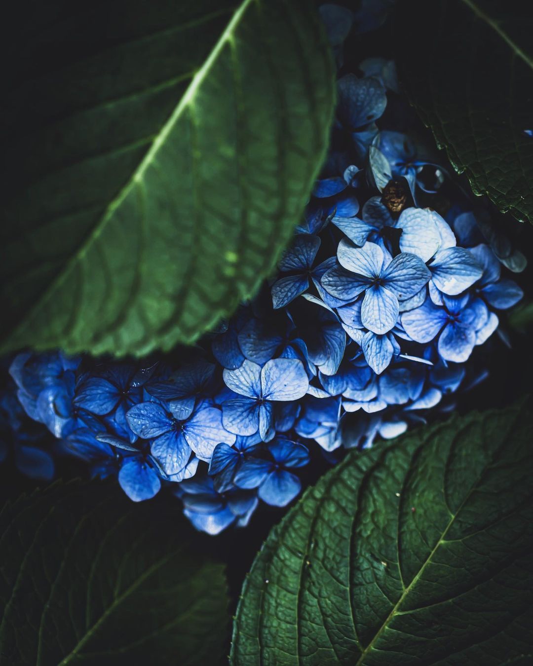 Красота цветов на снимках от Хико Такахаси