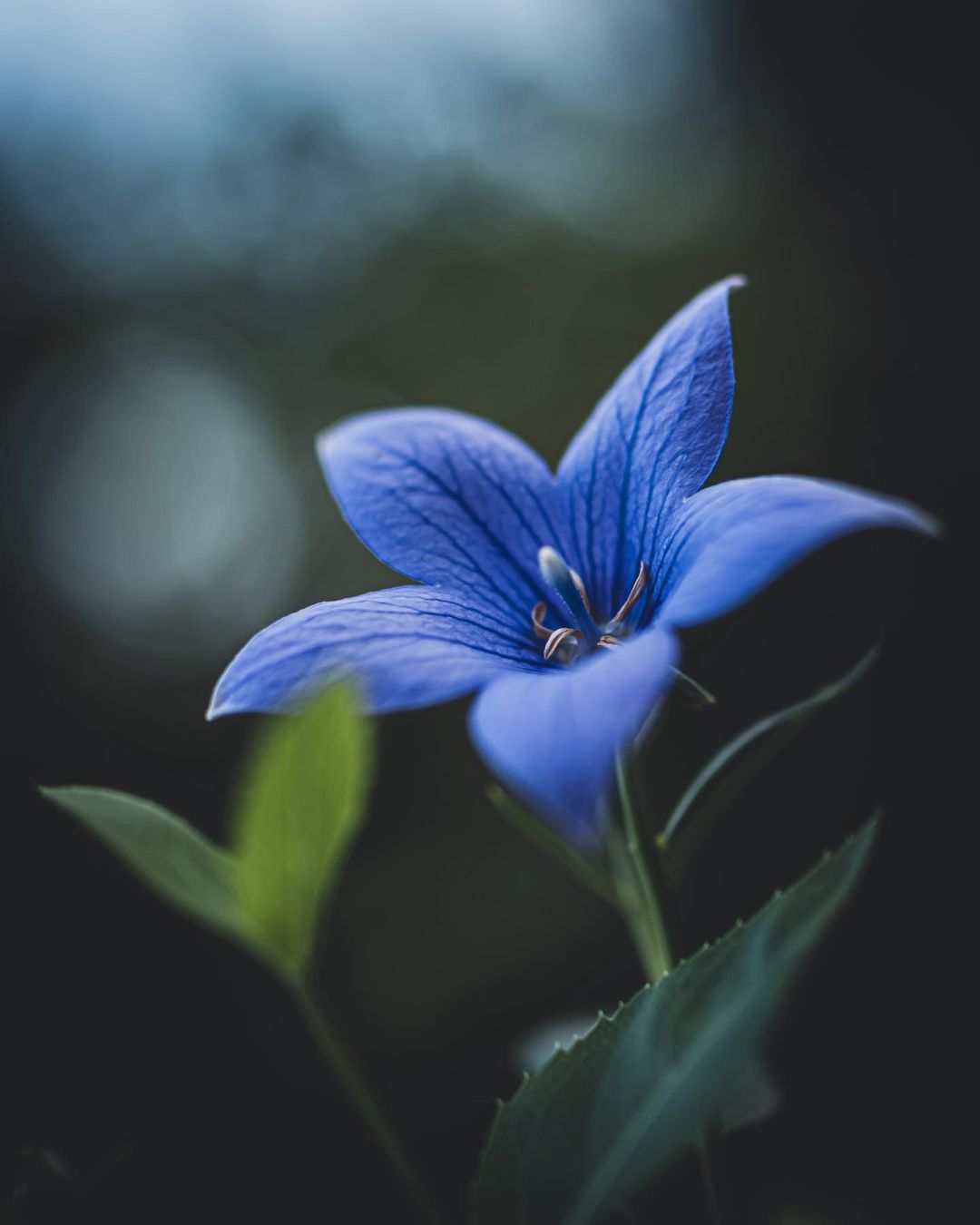 Красота цветов на снимках от Хико Такахаси