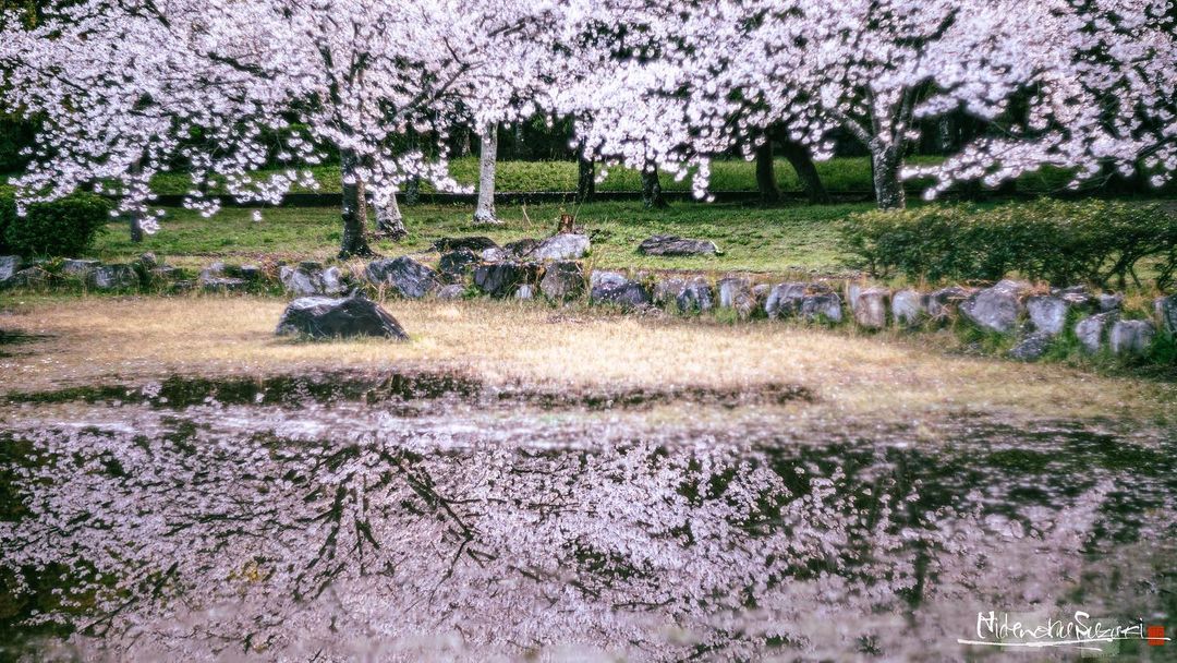Красивые снимки с цветущей сакурой в Японии от Хидэнобу Судзуки