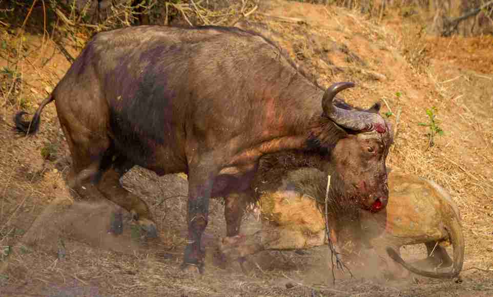 Лев был повержен буйволом в жестокой схватке