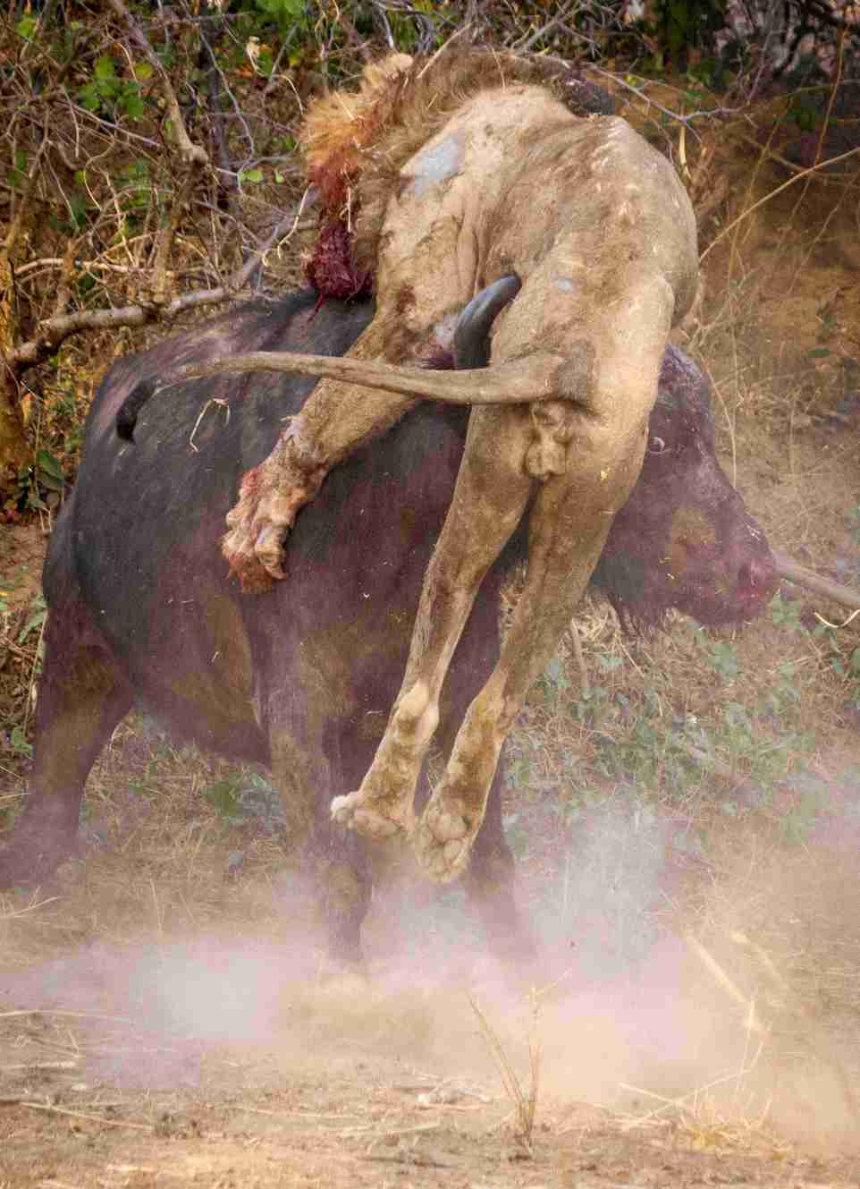 Лев был повержен буйволом в жестокой схватке