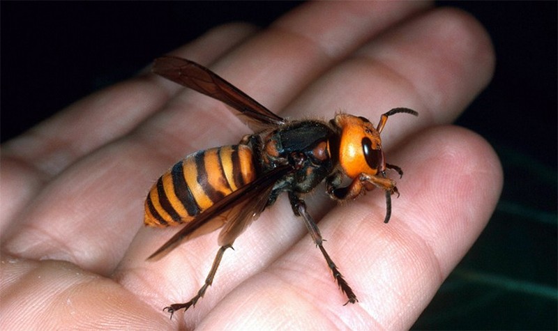 Самые ужасные и опасные насекомые