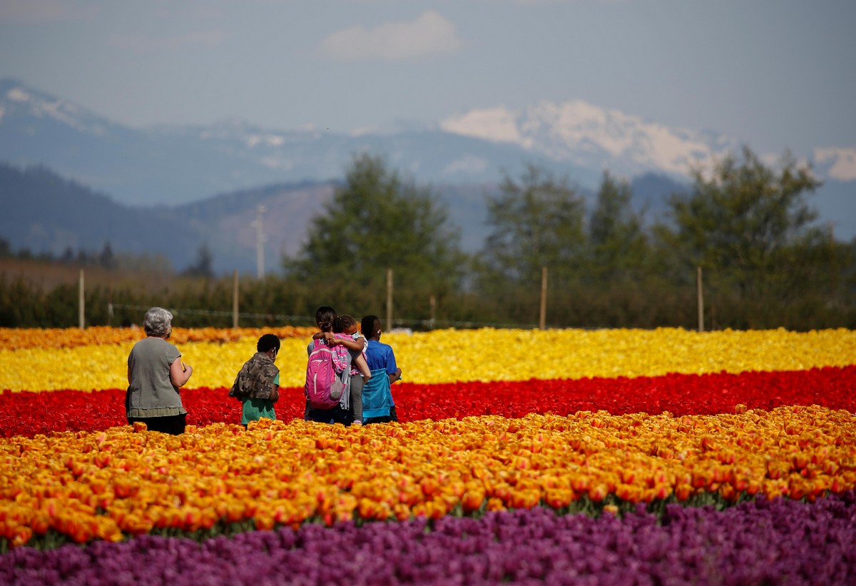 Фестиваль цветущих тюльпанов Skagit Valley Tulip Festival в Вашингтоне