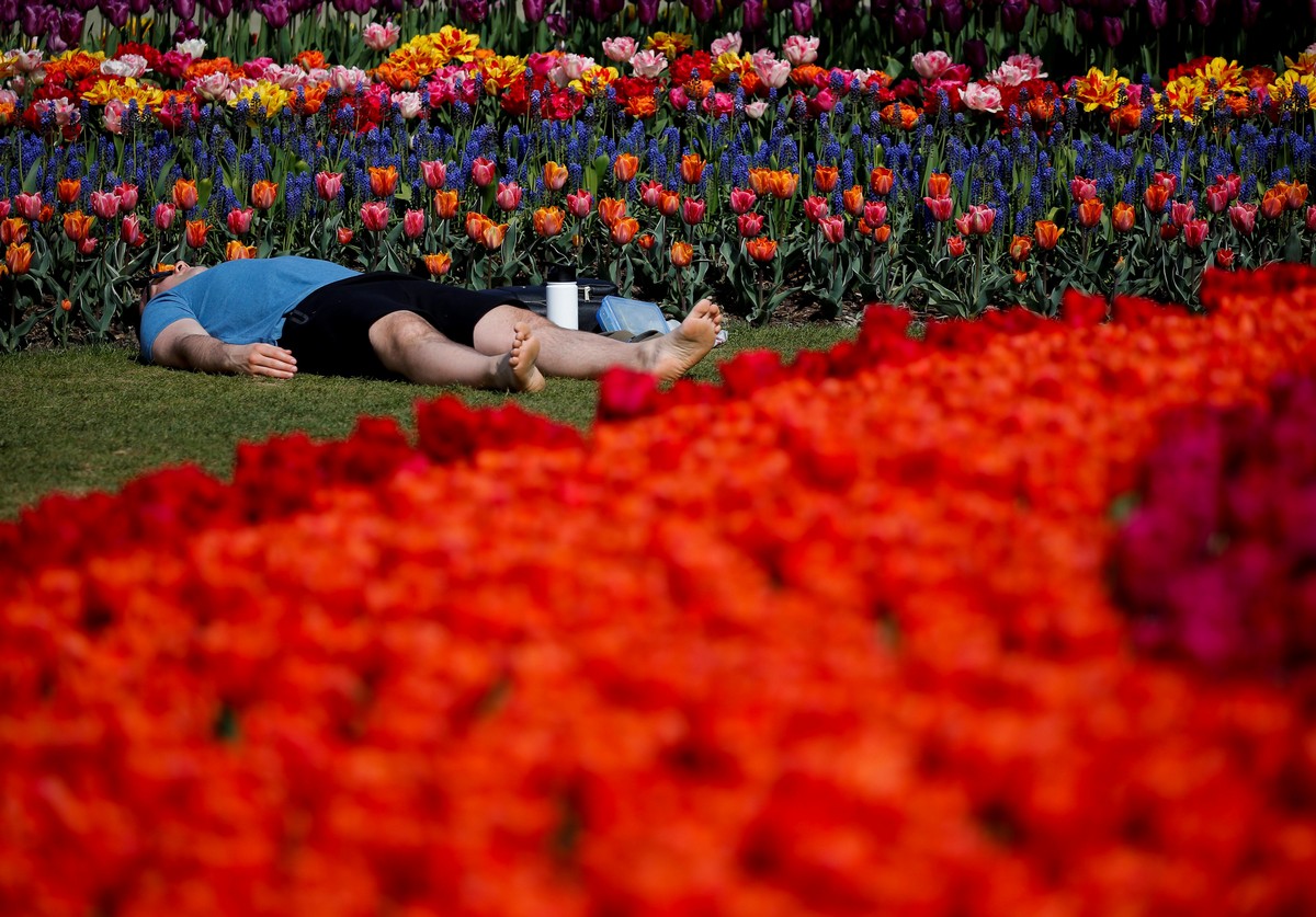 Фестиваль цветущих тюльпанов Skagit Valley Tulip Festival в Вашингтоне