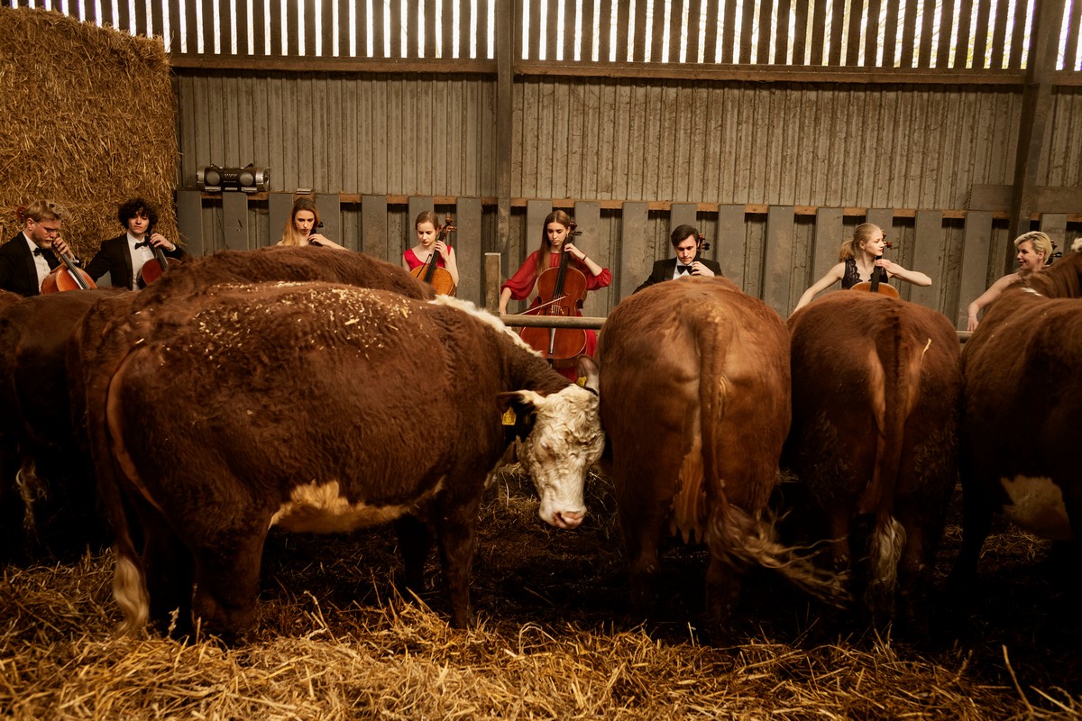 Коровы в Дании снимают стресс, слушая классическую музыку