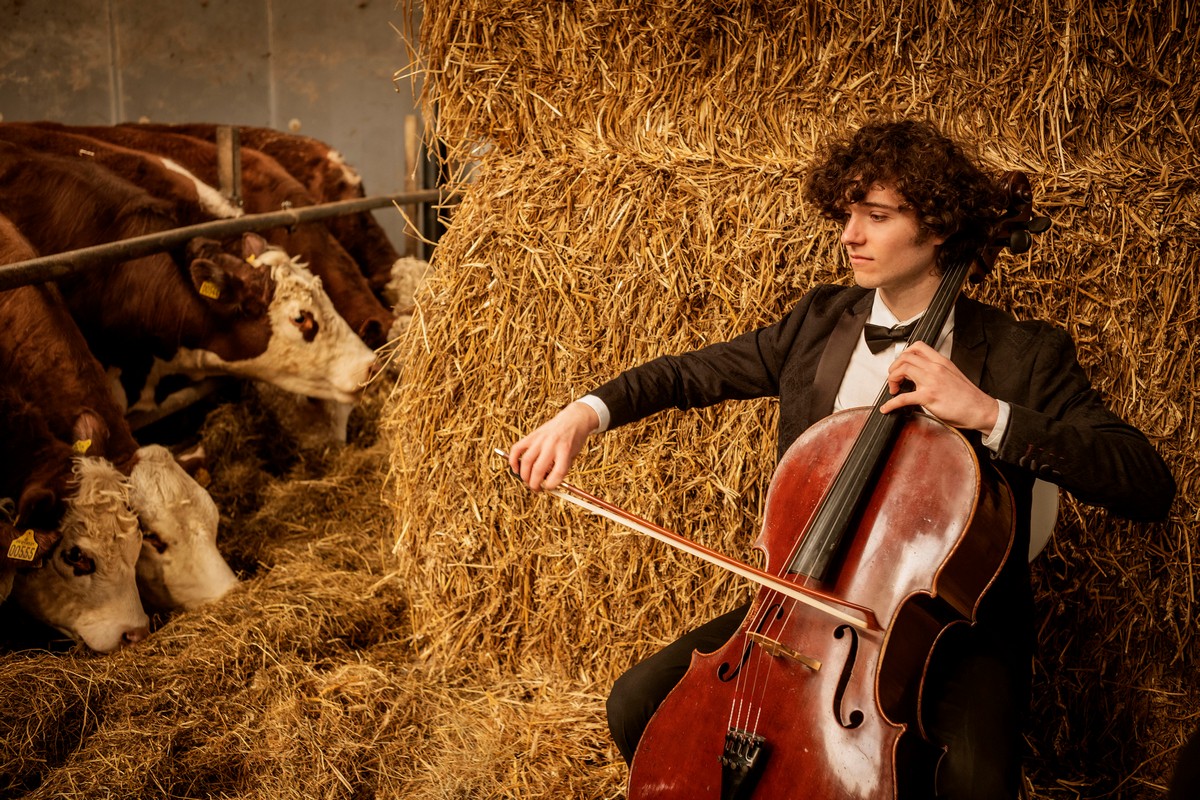 Коровы в Дании снимают стресс, слушая классическую музыку