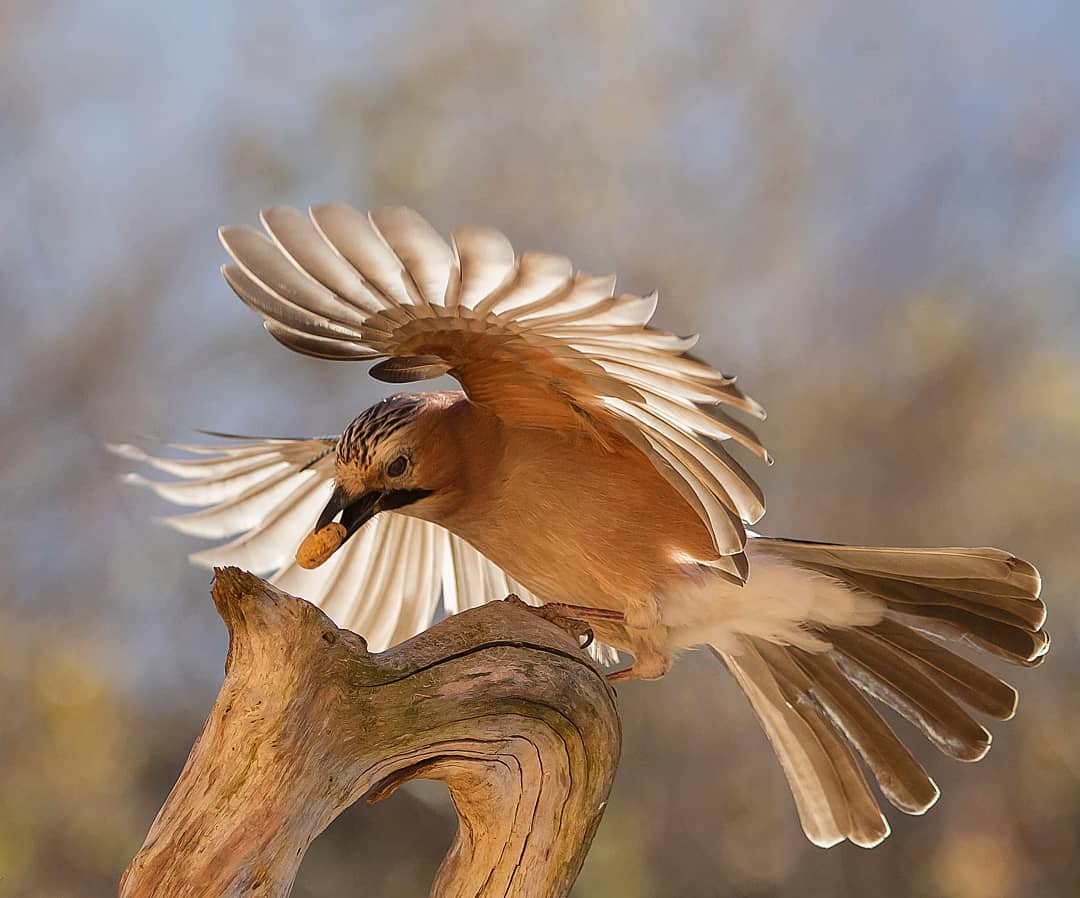 Красивые птицы на снимках от Kotics Zsolt