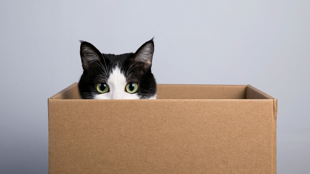Из-за чего кошки любят сидеть в коробках и пакетах