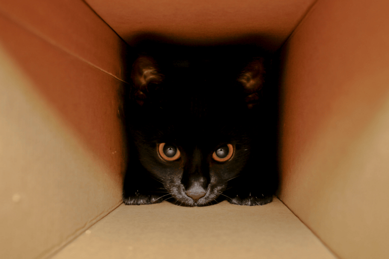 Из-за чего кошки любят сидеть в коробках и пакетах
