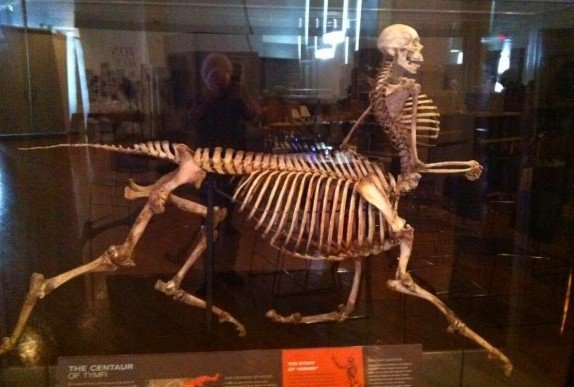 Откуда в музее Барнума взялся скелет кентавра?